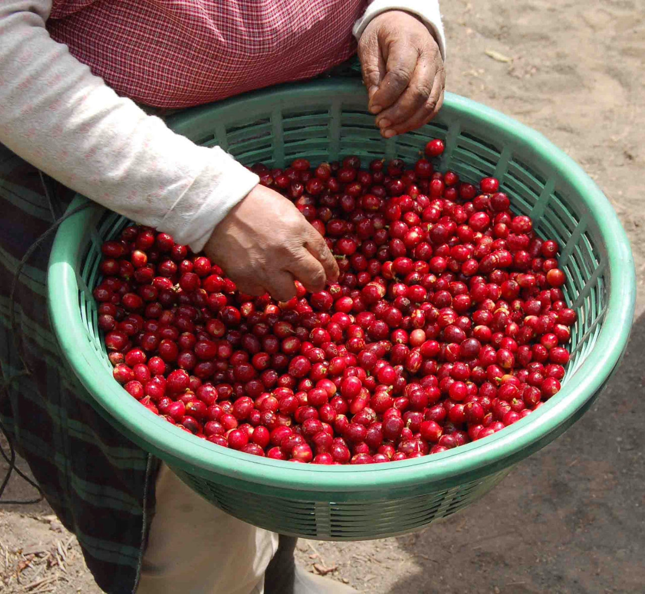 A coffee farm worker sorting through coffee cherries